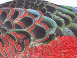 Crimson Rosella feathers