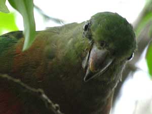 female or juvenile Australian King-Parrot