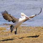 Australian Pelican image 156KB