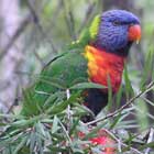 the Rainbow Lorikeet web page