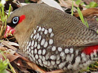 Red-eared Firetail