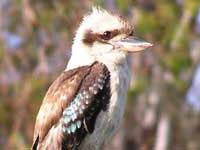 The Laughing Kookaburra web-page