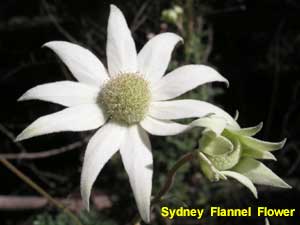 Sydney Flannel Flower