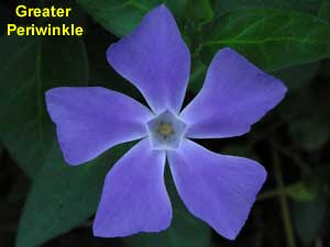 Greater Periwinkle