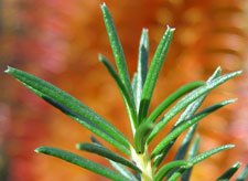 Heath Banksia foliage