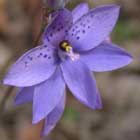 Spotted Sun Orchid