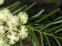 Acacia Linifolia