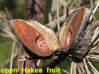 open Hakea fruit