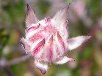 Pink Flannel Flower