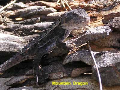 Mountain Dragon