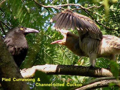 Pied Currawong parent with Channel-billed Cuckoo chick