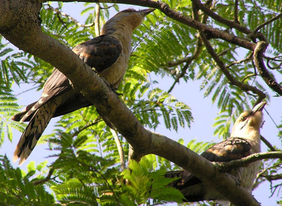 Channel-billed Cuckoo (juveniles)