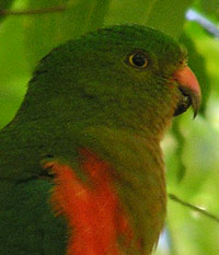 juvenile male Australian King-Parrot