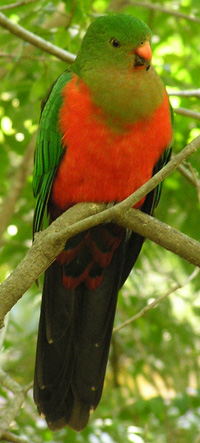 juvenile male Australian King-Parrot/