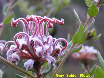 Grey Spider Flower