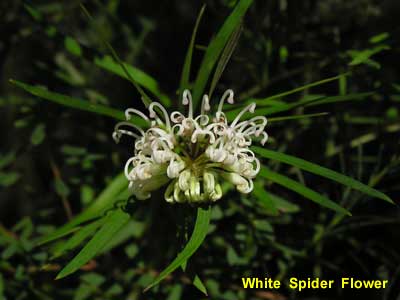 White Spider Flower