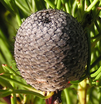 Narrow-leaf Drumsticks fruit