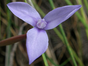 Swamp Iris