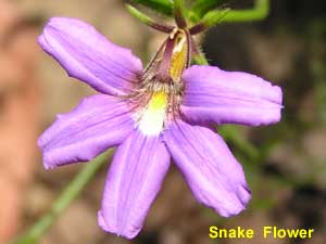 Snake Flower