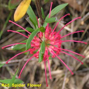 Red Spider Flower