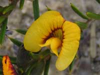 Bauer's Mirbe