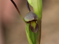 Bird's-mouth Orchid