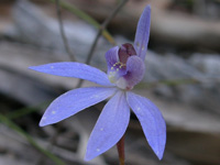 Eastern Tiny Blue China Orchid