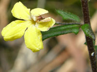 Goodenia heterophylla subsp. heterophylla