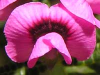 Heathy Mirbelia