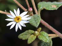 Oak-leaved Olearia