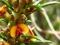 Prickly Mirbelia
