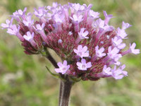 Purpletop Verbena