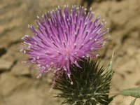 Scotch Thistle