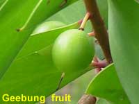 Geebung fruit