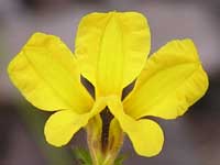 Daisy-leaved Goodenia
