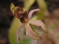 Dwarf Spider Orchid