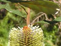 Fern-leaved Banksia