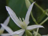 Forest Clematis