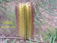 Hairpin Banksia