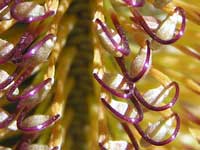 Hairpin Banksia hairpins