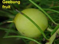 Needle Geebung fruit