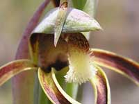 Rattle Beak Orchid