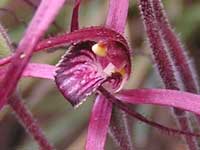 Rusty Spider Orchid pa220226 96KB