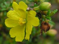 Thyme Guinea Flower